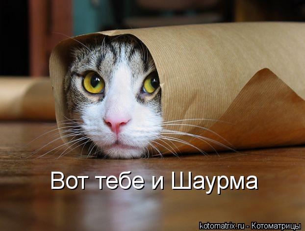 Вот тебе и Шаурма... Котоматрица: Вот тебе и Шаурма