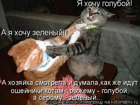 А хозяйка смотрела и думала,как же идут ошейники котам : рыжему - голубой, а серому - зеленый... Я хо... Котоматрица: А хозяйка смотрела и думала,как же идут ошейники котам : рыжему - голубой, а серому - зеленый... Я хочу голубой! А я хочу зеленый!!