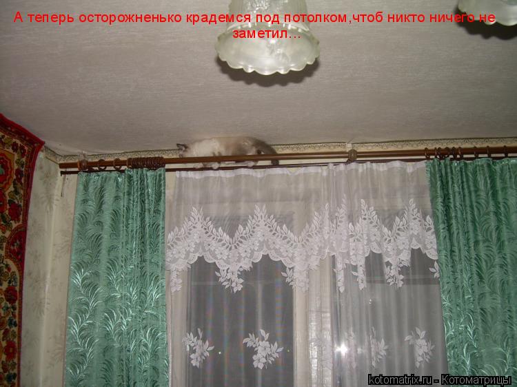А теперь осторожненько крадемся под потолком,чтоб никто ничего не заметил...... Котоматрица: А теперь осторожненько крадемся под потолком,чтоб никто ничего не заметил...