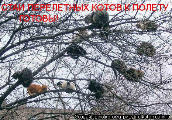 СТАИ ПЕРЕЛЕТНЫХ КОТОВ К ПОЛЕТУ ГОТОВЫ!... Котоматрица: СТАИ ПЕРЕЛЕТНЫХ КОТОВ К ПОЛЕТУ ГОТОВЫ!
