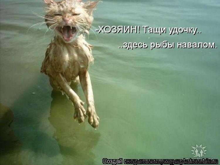 -ХОЗЯИН! Тащи удочку.. ..здесь рыбы навалом.... Котоматрица: -ХОЗЯИН! Тащи удочку.. ..здесь рыбы навалом.
