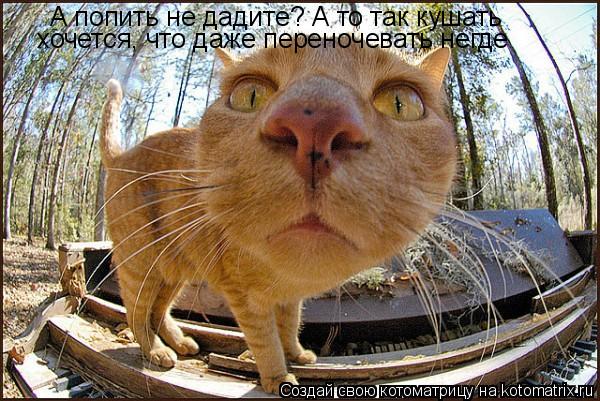 А попить не дадите? А то так кушать хочется, что даже переночевать негде... Котоматрица: А попить не дадите? А то так кушать хочется, что даже переночевать негде