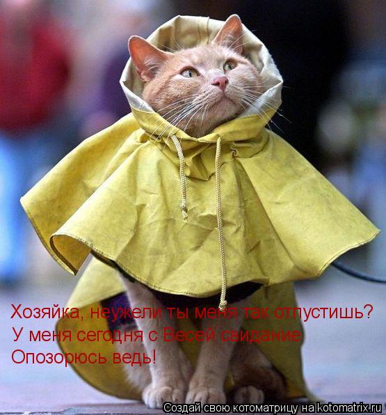 Хозяйка, неужели ты меня так отпустишь? У меня сегодня с Весей свидание Опозорюсь ведь!... Котоматрица: Хозяйка, неужели ты меня так отпустишь? У меня сегодня с Весей свидание Опозорюсь ведь!