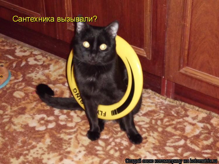Сантехника вызывали?... Котоматрица: Сантехника вызывали?