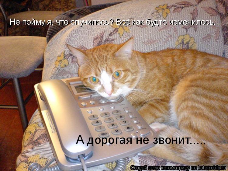 Котоматрица: Не пойму я, что случилось? Всё как будто изменилось. А дорогая не звонит.....