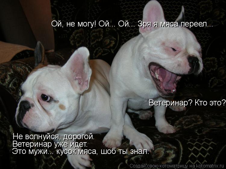 Ой, не могу! Ой... Ой... Зря я мяса переел... Не волнуйся, дорогой. Ветеринар уже идет. Это мужи... к... Котоматрица: Ой, не могу! Ой... Ой... Зря я мяса переел... Не волнуйся, дорогой. Ветеринар уже идет. Это мужи... кусок мяса, шоб ты знал. Ветеринар? Кто это?