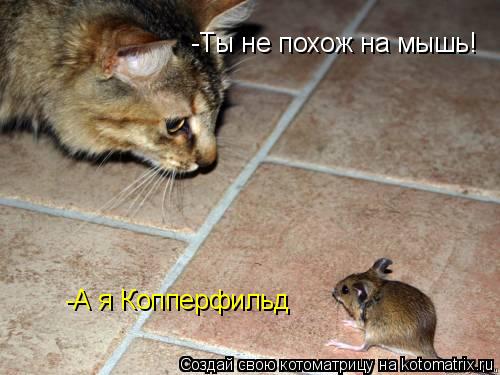 Котоматрица: -Ты не похож на мышь! -А я Копперфильд
