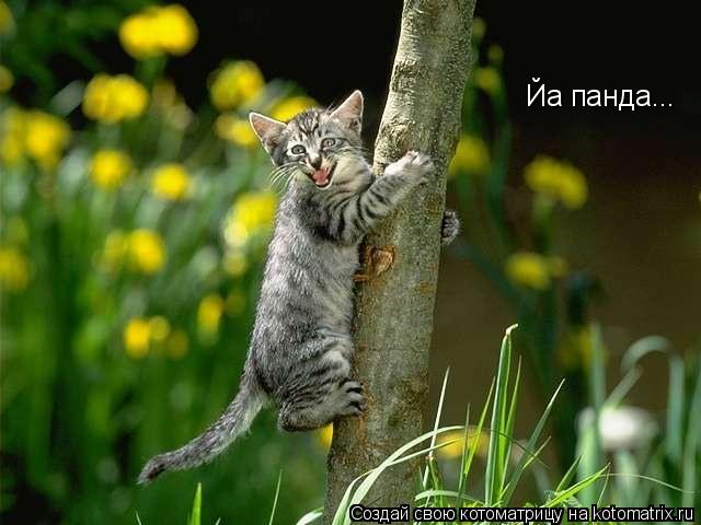 Йа панда...... Котоматрица: Йа панда...