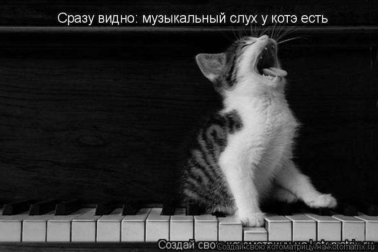 Котоматрица: Сразу видно: музыкальный слух у котэ есть