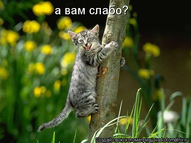 Котоматрица: а вам слабо?
