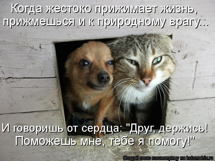 Когда жестоко прижимает жизнь, прижмешься и к природному врагу... И говоришь от сердца: "Друг, держис... Котоматрица: Когда жестоко прижимает жизнь, прижмешься и к природному врагу... И говоришь от сердца: "Друг, держись! Поможешь мне, тебе я помогу!"
