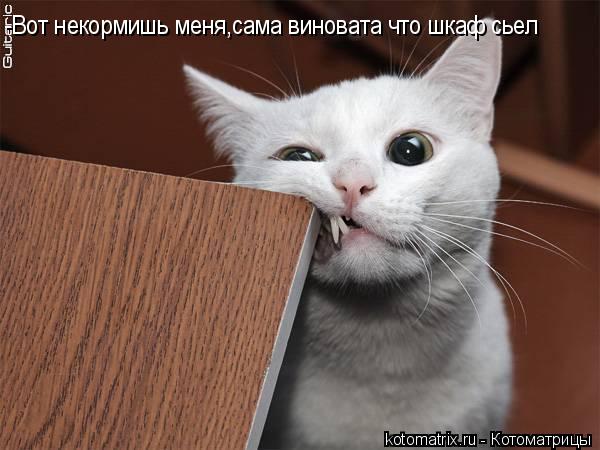 -Вот некормишь меня,сама виновата что шкаф сьел... Котоматрица: -Вот некормишь меня,сама виновата что шкаф сьел