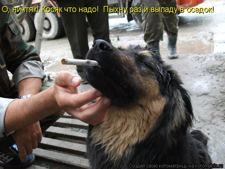 О, ничтяк! Косяк что надо! Пыхну раз и выпаду в осадок!... Котоматрица: О, ничтяк! Косяк что надо! Пыхну раз и выпаду в осадок!