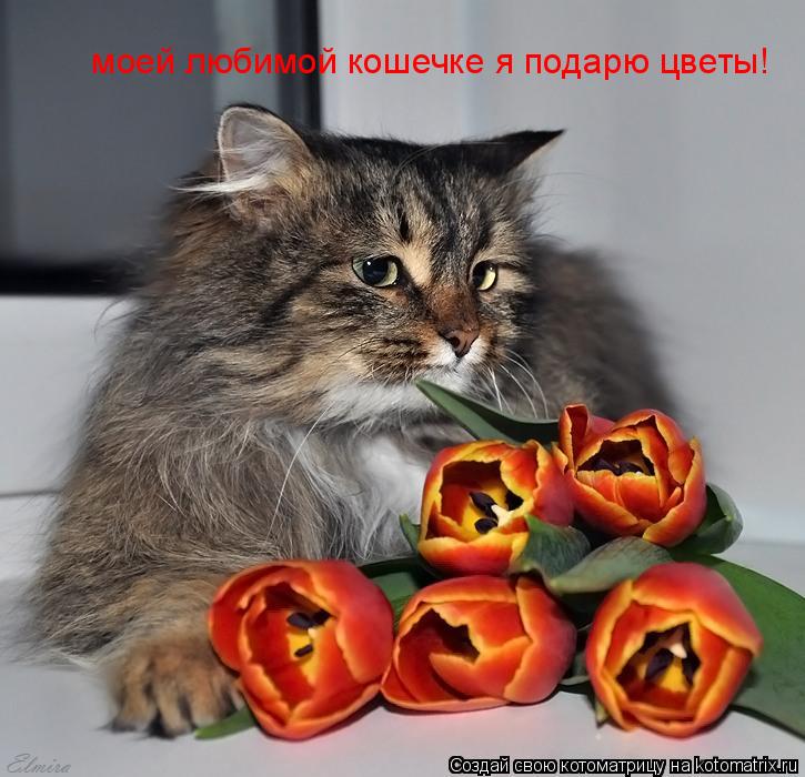 моей любимой кошечке я подарю цветы!... Котоматрица: моей любимой кошечке я подарю цветы!