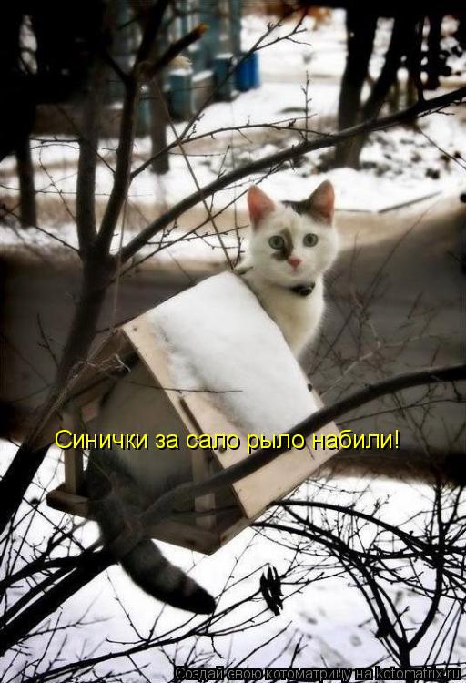 Котоматрица: Синички за сало рыло набили!