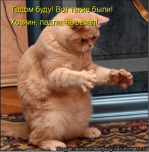 Котоматрица: Гадом буду! Вот такие были! Хозяин, падла, вырезал!