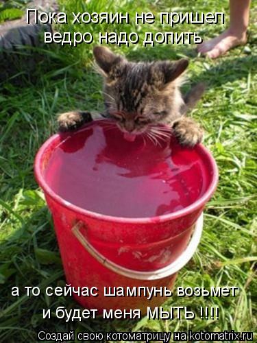 Пока хозяин не пришел ведро надо допить а то сейчас шампунь возьмет и будет меня МЫТЬ !!!!... Котоматрица: Пока хозяин не пришел ведро надо допить а то сейчас шампунь возьмет и будет меня МЫТЬ !!!!