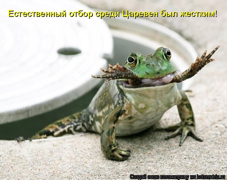 Естественный отбор среди Царевен был жестким!... Котоматрица: Естественный отбор среди Царевен был жестким!