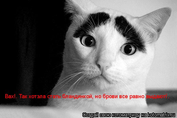 Вах!. Так хотэла стать бландинкой, но брови все равно выдают!.... Котоматрица: Вах!. Так хотэла стать бландинкой, но брови все равно выдают!.