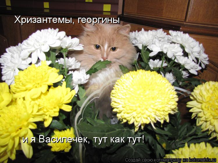 Хризантемы, георгины и я Василечек, тут как тут!... Котоматрица: Хризантемы, георгины и я Василечек, тут как тут!