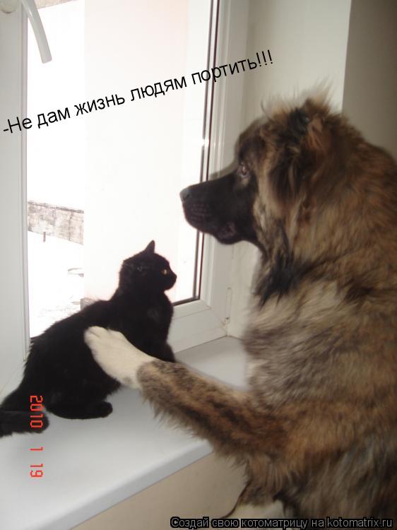 -Не дам жизнь людям портить!!!... Котоматрица: -Не дам жизнь людям портить!!!