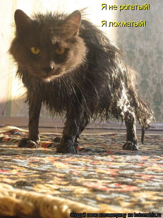 Я не рогатый! Я лохматый!... Котоматрица: Я не рогатый! Я лохматый!