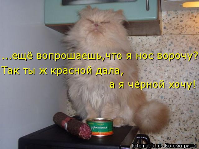 ...ещё вопрошаешь,что я нос ворочу? а я чёрной хочу! Так ты ж красной дала,... Котоматрица: ...ещё вопрошаешь,что я нос ворочу? а я чёрной хочу! Так ты ж красной дала,