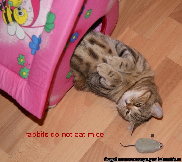 rabbits do not eat mice... Котоматрица: rabbits do not eat mice