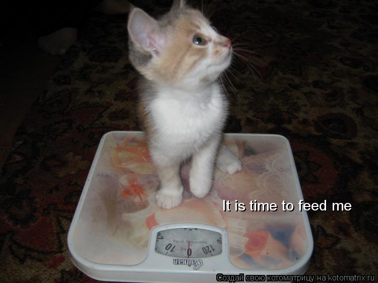 It is time to feed me... Котоматрица: It is time to feed me