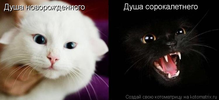 Душа новорожденного Душа сорокалетнего... Котоматрица: Душа новорожденного Душа сорокалетнего