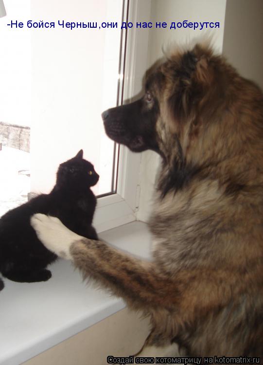 -Не бойся Черныш,они до нас не доберутся... Котоматрица: -Не бойся Черныш,они до нас не доберутся