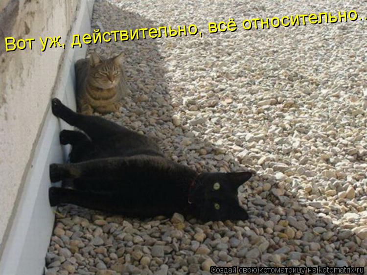 Вот уж, действительно, всё относительно...... Котоматрица: Вот уж, действительно, всё относительно...