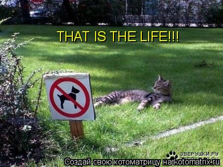THAT IS THE LIFE!!!... Котоматрица: THAT IS THE LIFE!!!