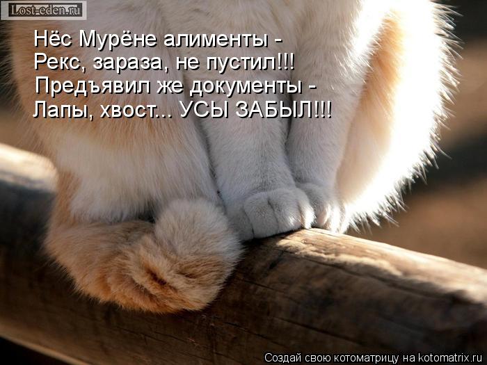 Нёс Мурёне алименты - Рекс, зараза, не пустил!!! Предъявил же документы - Лапы, хвост... УСЫ ЗАБЫЛ!!... Котоматрица: Нёс Мурёне алименты - Рекс, зараза, не пустил!!! Предъявил же документы - Лапы, хвост... УСЫ ЗАБЫЛ!!!
