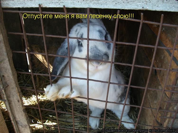 Отпустите меня я вам песенку спою!!!... Котоматрица: Отпустите меня я вам песенку спою!!!
