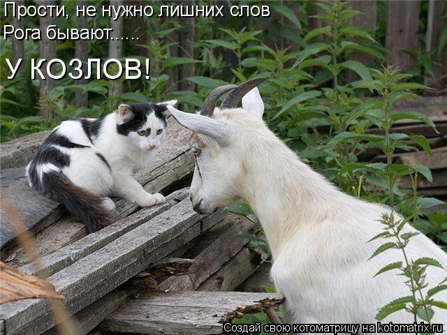 Прости, не нужно лишних слов Рога бывают...... У КОЗЛОВ!... Котоматрица: Прости, не нужно лишних слов Рога бывают...... У КОЗЛОВ!