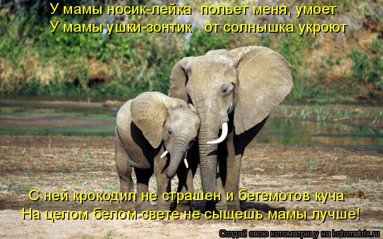 У мамы носик-лейка польет меня, умоет У мамы ушки-зонтик от солнышка укроют С ней крокодил не стра... Котоматрица: У мамы носик-лейка польет меня, умоет У мамы ушки-зонтик от солнышка укроют С ней крокодил не страшен и бегемотов куча На целом белом свете