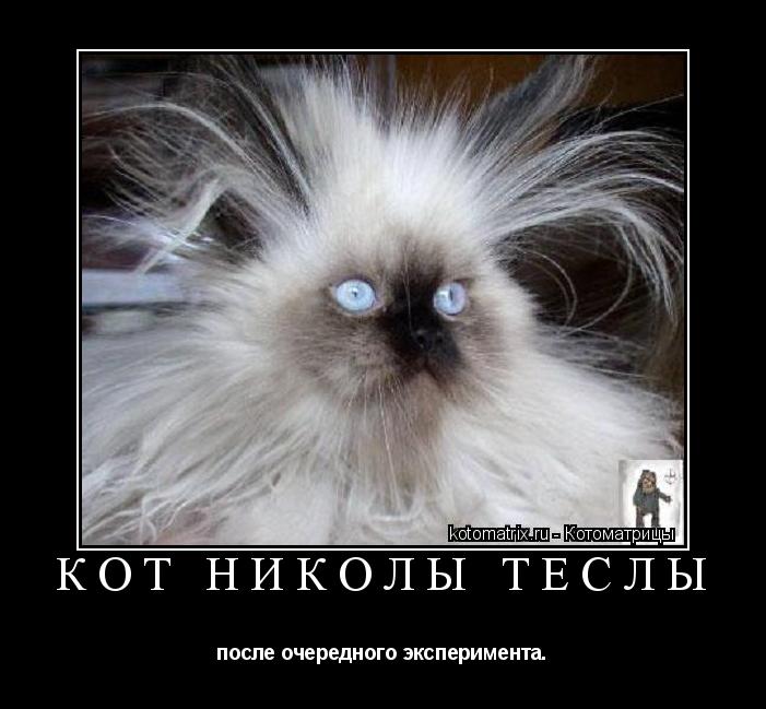 Кот Николы Теслы после очередного эксперимента.... Котоматрица: Кот Николы Теслы после очередного эксперимента.
