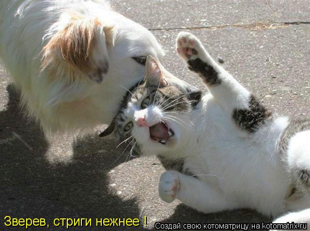 Зверев, стриги нежнее !... Котоматрица: Зверев, стриги нежнее !
