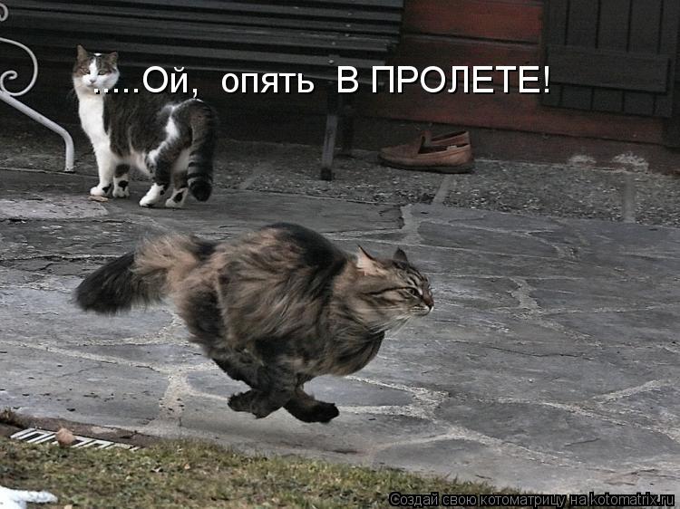 .....Ой, опять В ПРОЛЕТЕ!... Котоматрица: .....Ой, опять В ПРОЛЕТЕ!
