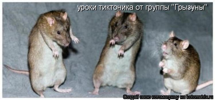 уроки тиктоника от группы "Грызуны"... Котоматрица: уроки тиктоника от группы "Грызуны"