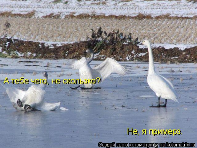А тебе чего, не скользко? Не, я примерз.... Котоматрица: А тебе чего, не скользко? Не, я примерз.