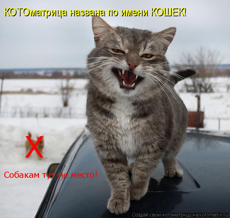 КОТОматрица названа по имени КОШЕК! Х Собакам тут не место!... Котоматрица: КОТОматрица названа по имени КОШЕК! Х Собакам тут не место!