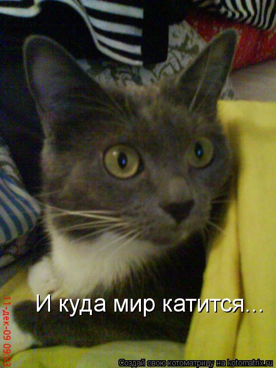 И куда мир катится...... Котоматрица: И куда мир катится...