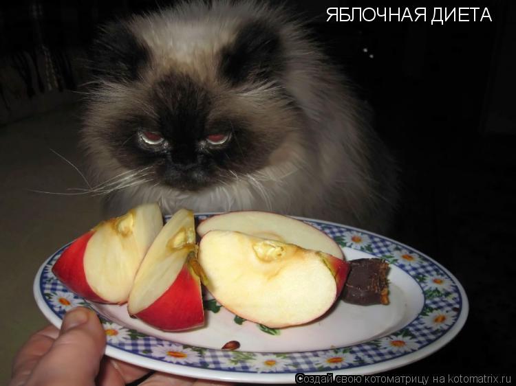 ЯБЛОЧНАЯ ДИЕТА... Котоматрица: ЯБЛОЧНАЯ ДИЕТА