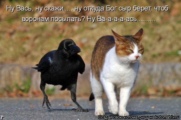 Ну Вась, ну скажи..... ну откуда Бог сыр берет, чтоб воронам посылать? Ну Ва-а-а-а-ась............. Котоматрица: Ну Вась, ну скажи..... ну откуда Бог сыр берет, чтоб воронам посылать? Ну Ва-а-а-а-ась..........