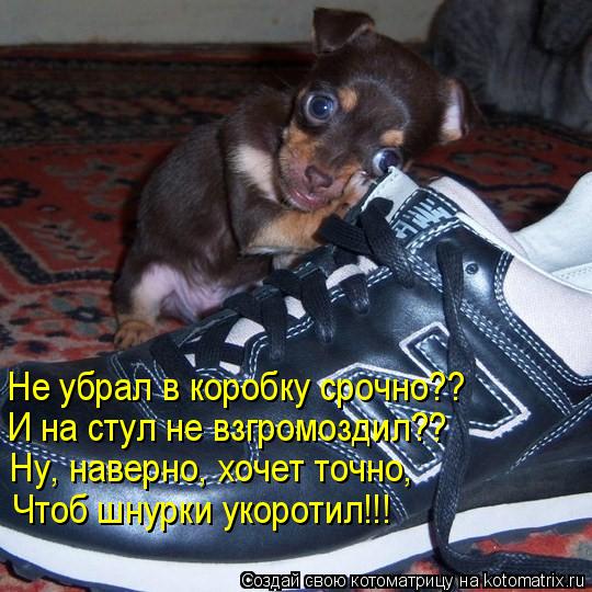 Не убрал в коробку срочно?? И на стул не взгромоздил?? Ну, наверно, хочет точно, Чтоб шнурки укоротил... Котоматрица: Не убрал в коробку срочно?? И на стул не взгромоздил?? Ну, наверно, хочет точно, Чтоб шнурки укоротил!!!