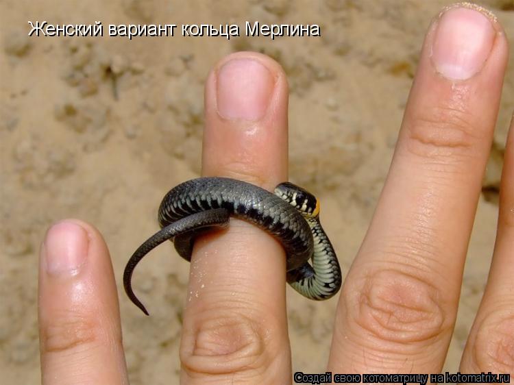 Женский вариант кольца Мерлина... Котоматрица: Женский вариант кольца Мерлина