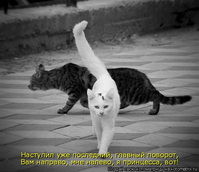 Наступил уже последний, главный поворот, Вам направо, мне налево, я принцесса, вот!... Котоматрица: Наступил уже последний, главный поворот, Вам направо, мне налево, я принцесса, вот!