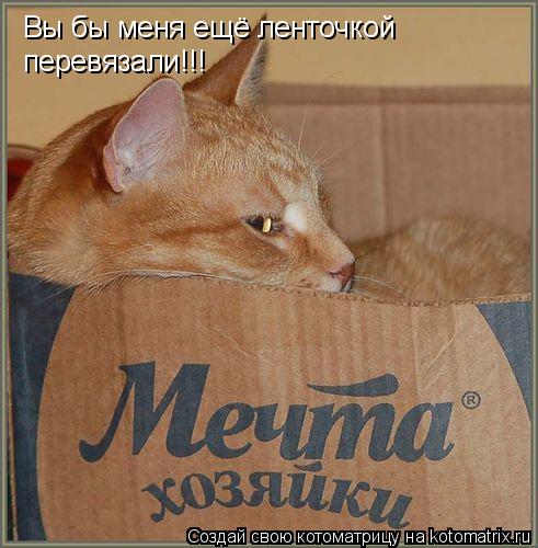 Вы бы меня ещё ленточкой перевязали!!!... Котоматрица: Вы бы меня ещё ленточкой перевязали!!!